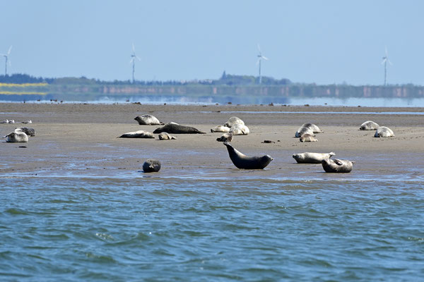 Seehundbänke vor der Küste von List