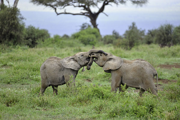 Abschluss im Amboseli