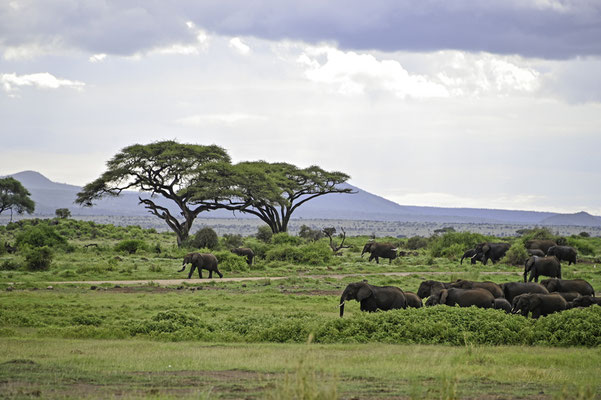 Amboseli Nationalpark