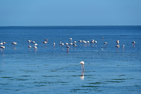 Flamingos am Strand