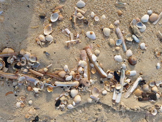  Muscheln im Sand                                                                    