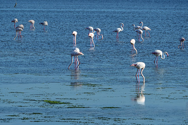 Flamingos am Strand