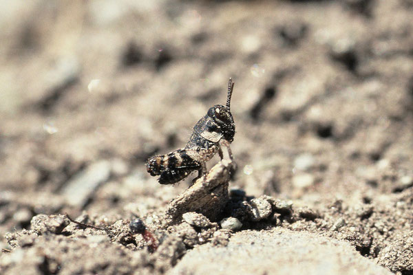 Die Blauflügelige Ödlandschrecke (noch kleine Larve) ist aus dem Rottal verschwunden wegen der Versieglung von Wegen/Ruderalflächen, der Aufgabe von Kiesgruben und der Intensivierung von Trockenstandorten. © Karin Schneider