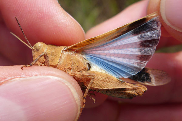 Blauflügelige Ödlandschrecke (NT): Verschwand aus dem Rottal wegen der Versieglung von Wegen/Ruderalflächen, der Umnutzung von Kiesgruben und der Intensivierung von Trockenstandorten. © Manfred Steffen