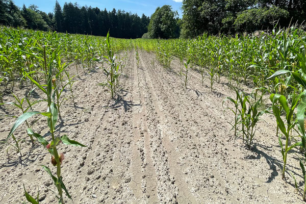 Ohne ausreichende Artenvielfalt gibt's keine landwirtschaftliche Produktion mehr. Die Fruchtbarkeit der Böden nimmt laufend ab, die Monokulturen leiden zudem noch mehr unter Trockenheit, Nässe, Schädlingen usw. © Manfred Steffen