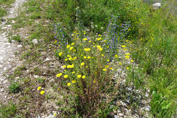 Sehr magere Flächen beherbergen Blumen, die viele Wochen blühen, mitunter bis im Herbst: entsprechend beherbergen sie eine grosse Insektenvielfalt, darunter wichtige Nützlinge.