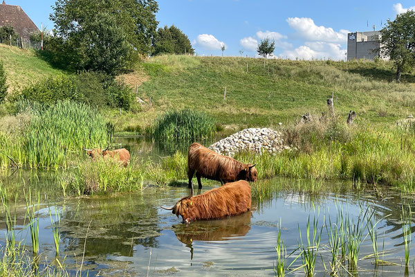 Wellness für Hochlandrinder: Schutz geht im Kulturland zusammen mit Nutzung. Selbst wahre Hotspots der Biodiversität benötigen eine Nutzung, damit sie vielfältig bleiben. © Manfred Steffen