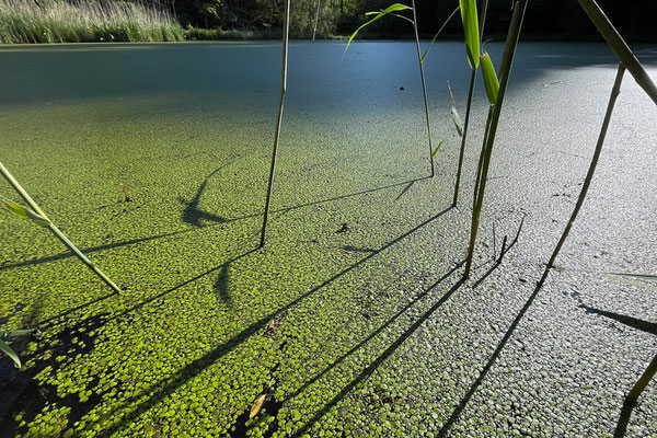 Ammoniakeintrag über die Luft aus der intensiven Landnutzung und des Verkehrs: Auf dem Trübelbachweiher verdrängt ein Teichlinsendeckel Unterwasserpflanzen und Tiere. Mittel zur Sanierung werden nötig. Dein JA zur Biodiversitätsinitiative sorgt dafür.
