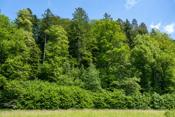 Naturwaldreservat Rötelberg: eines der grössten Naturwaldreservate im Aargauer Mittelland. Hier kann sich die nächsten Jahrzehnte die Natur frei entfalten.
