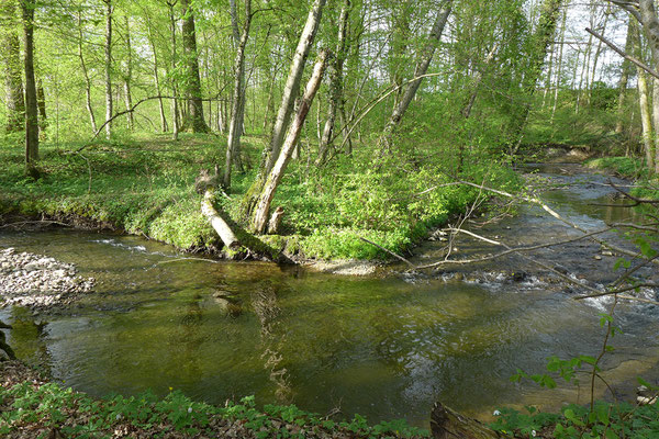 ... eine wertvoller Lebensraum von der Quelle bis zum Zusammenfluss mit Langete und Aare.