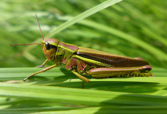 Die isolierten Vorkommen der gefährdeten Sumpfschrecke sollen wieder vernetzt werden, um das Überleben der Art im Smaragdgebiet zu ermöglichen. © Karin Schneider