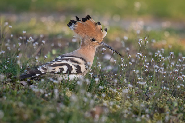 Wiedehopf: War einst typischer Bewohner unserer grossflächigen Hochtstammobstgärten. Verlust an Nisthöhlen und Grossinsekten machten ihm zu schaffen. © Adrian Wullschleger