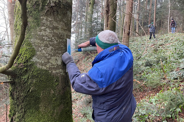 Wenn die Bäume mit dem blauen Spechtsymbol markiert sind, hilft dies den Forstleuten beim raschen Erkennen wertvoller Biotopbäume – und sie können diese gegebenenfalls stehen lassen. © Manfred Steffen