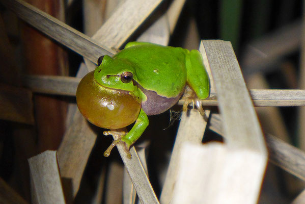 Europäischer Laubfrosch (VU): bei uns mit dem Verlsut geeigneter Laichgewässer verschwunden. Mit aufwändigem Engagement konnte er in einigen Regionen der Schweiz gefördert werden. © Manfred Steffen  