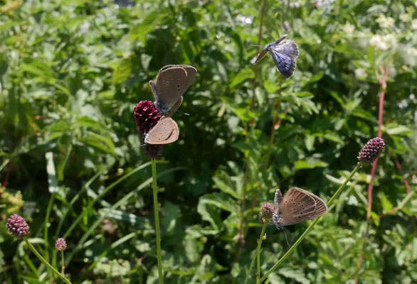 Der Dunkle Moorbläuling wäre beinahe bei uns ausgestorben – wenn nicht viel Effort geleistet worden wäre. Doch nun droht die Streichung der Mittel für Schutz und Bewirtschafter-Beiträge. Dein JA zur Biodiversität verhindert dies! © Manfred Steffen