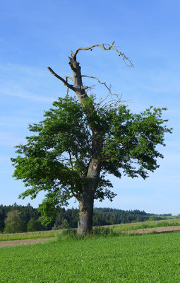 Alte Einzelbäume werden möglichst lange erhalten und junge vorausschauend gepflanzt. © Manfred Steffen