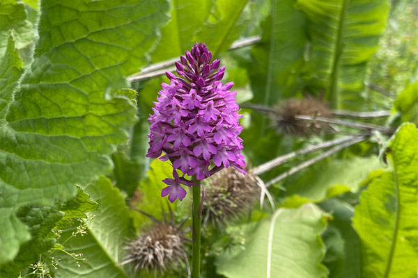 Spitzorchis (NT/VU): die Magerböschung wurde nicht mehr gepflegt, sie verbuschte. © Manfred Steffen