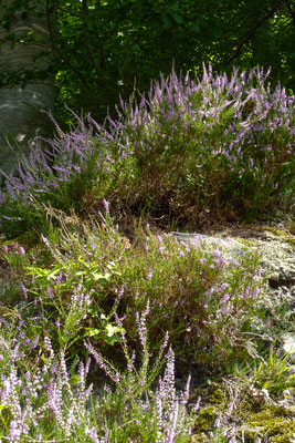 Im Verlauf des Augusts erblüht hier beispielsweise die Besenheide Calluna vulgaris, in der Gegend auch Brüsch genannt.  (Foto © Manfred Steffen)