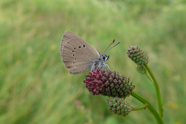 Der Grosse Wiesenknopf lässt man als Unterschlupf für die Raupe des Moorbläulings bis Anfang September stehen. Vom September bis Frühling lebt die Raupe dann unter dem Boden in Ameisennestern.