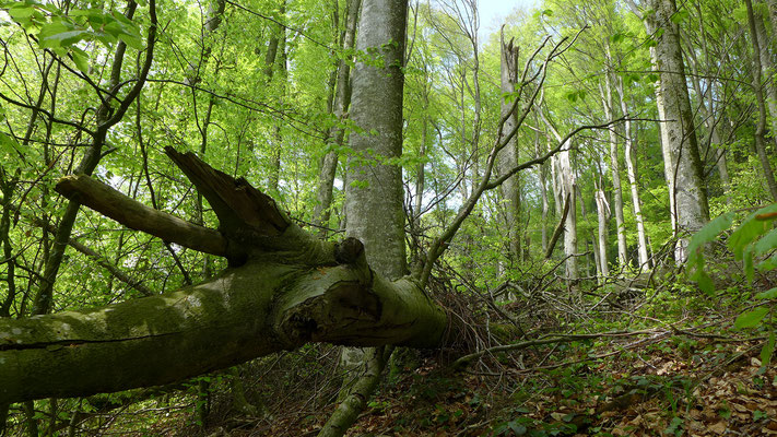 Fürs Mittelland teils seltene Waldtypen tragen zur Waldvielfalt im Gebiet bei: z.B. Plateau-Tannenwälder, Buchenwälder oder Feuchtwälder.
