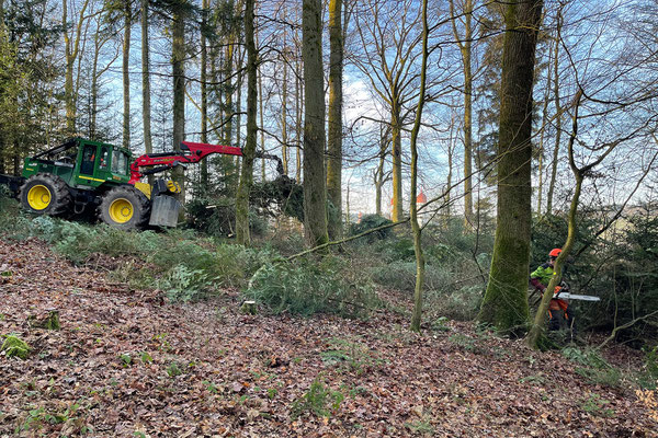 Auch im Wald gibt es viele Nutzungsformen, die die Biodiversitästförderung mit der Holznutzung vereinen: Beispiel Mittelwald Chlosterwald bei St. Urban. © Manfred Steffen