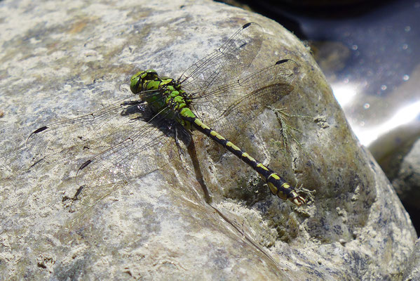 Die Grüne Keiljungfer entwickelt sich nur noch in ursprünglichen Flussbreichen, etwa beim Aare-Cher und der Murgmündung. Mit etwas Glück entdeckt man sie als Gast an den Rottaler Karpfenteichen. © Manfred Steffen 