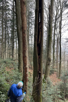 Hast du schon mal durch einen Baum hindurchsehen können? © Manfred Steffen