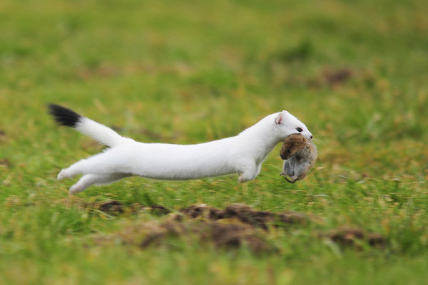 ...Dies wird Landwirte freuen, sind diese „Kleinräuber“ doch sehr effiziente Mäusejäger. Eine Wieselmutter jagt nach der Säugezeit zur Fütterung ihrer Jungen pro Tag rund 8 Mäuse. © blickwinkel_cr_mcphoto_p_hofmann