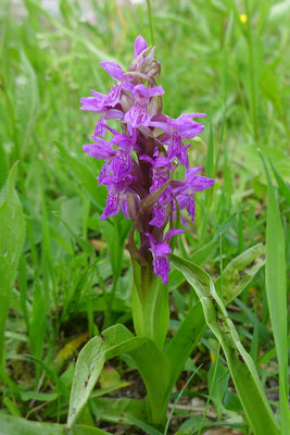 Fleischrote Fingerwurz in Feuchtwiesen (NT/NT): sie fiel dem Lehmabbau oder der Verbuschung zum Opfer. © Manfred Steffen