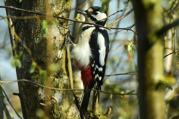 Wo es grosse Bäume gibt, fühlt sich der Buntspecht wohl. (© Manfred Steffen)