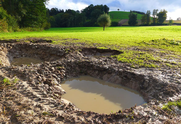 Einige Landwirte und Waldeigentümer haben Tümpel gebaggert, um neue Trittsteine anzulegen, wie hier in Melchnau. © Manfred Steffen