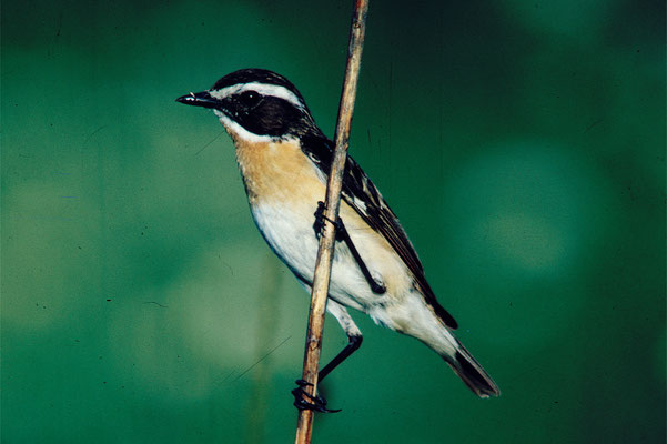 Braunkelchen: Das Mattevögeli war einst typischer Brutvogel in den Wässermatten. Die frühe Schnittnutzung und Verarmung der Wiesen gab deb Todestoss.© Bruno Siegrist / Walter Zuber