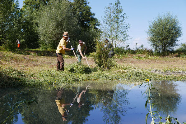 Am Äschweiher wird vor dem Einstau die Teichbodenflora gemäht.