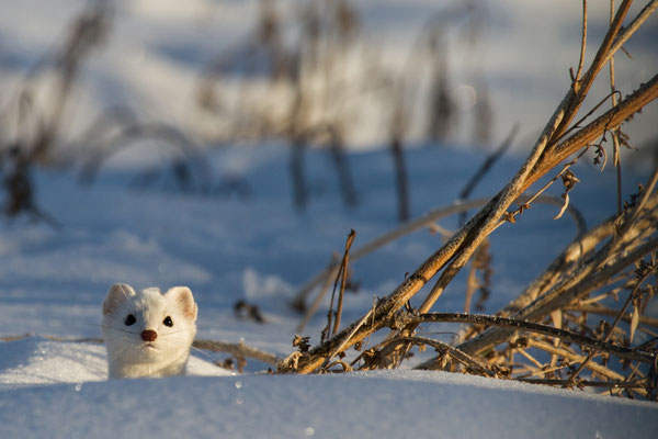 Im Winter trägt das Hermelin ein weisses Fell. Der Fellwechsel wird durch die Tageslänge und durch die genetischen Eigenschaften des einzelnen Tieres ausgelöst. © adobe_stock_sbthegreenman