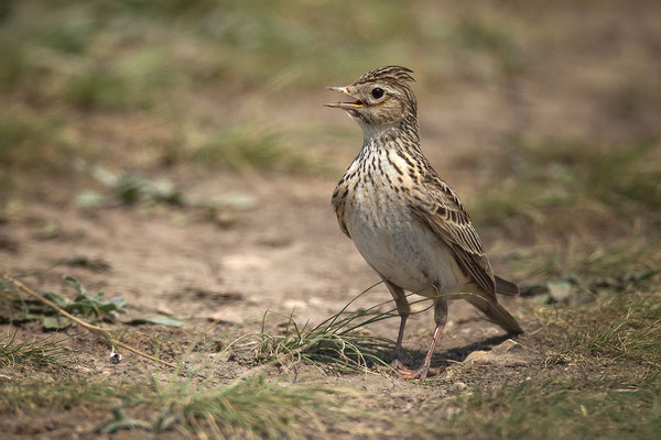 Feldlerchen sind Bodenbrüter im weit offenen Kultuerland. Sie begeistern mit ihrem jubilierenden Gesang, den sie zum Himmel fliegend vortragen, die Menschen seit eh und je. © Beat Rüegger 