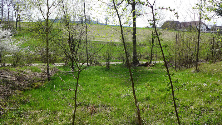 Auch Waldwiesen, die vom Verein gemäht werden, bereichern Teile des Chlosterwaldes