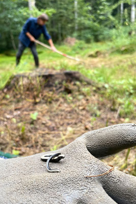 Diese junge Blindschleiche profitiert von der neuen Waldwiese mit ihren Kleinstrukturen. © Carole Wagner