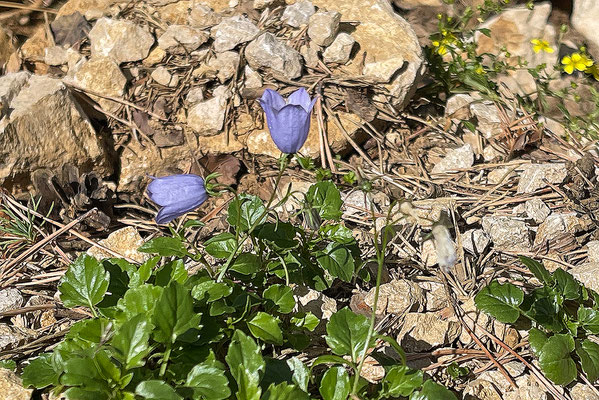 Niedliche Glockenblume (LC/NT): in Melchnauer Kiesgrube von Neophyten und Verbuschung verdrängt. © Manfred Steffen