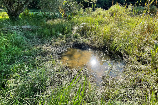 Im sumpfigen Ried suhlen sich gelegentlich Rothirsche. © Manfred Steffen