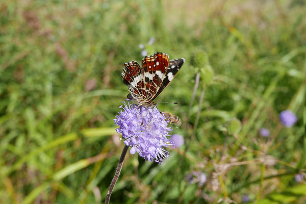 Noch im Herbst blühende Pflanzen wie der Teufelsabbiss werden stehen gelassen. Sie bieten vielen Insekten, etwa dem Landkärtchen, im Herbst noch Nahrung.