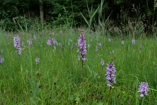 Auf der feuchten Waldwiese beim Weiher sollen sich wieder seltene Blumen entwickeln können, z.B. Orchideen. © Manfred Steffen