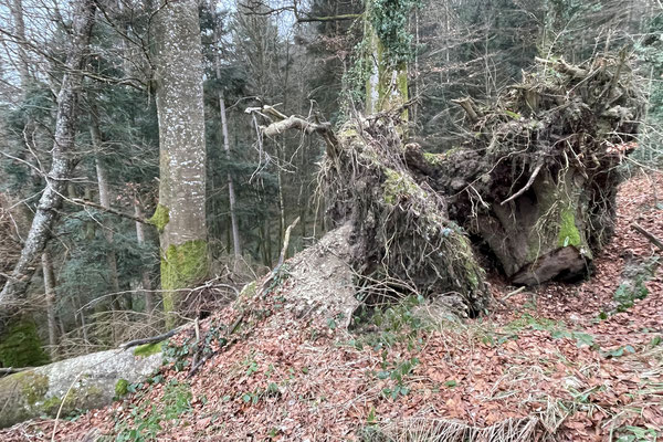 Sehr wertvoll für die Natur: Paradies für Pilze und Totholzkäfer, Unterschlupf für Feuersalamander und Nistplätze für Wildbienenarten, die ihre Nester nur in senkrechte Erdwände graben. © Manfred Steffen