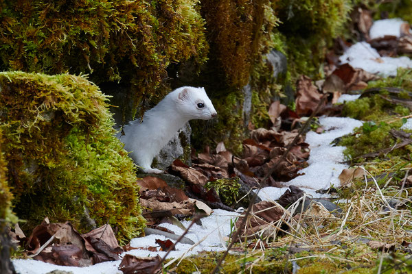 Das Hermelin konnte im Trübelbachtal von den Helfenden noch nicht entdeckt werden. Spaziergänger hatten da bereits mehr Glück. © Willy Jost