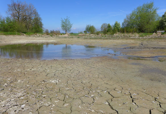 Solche zeitweise Wasser führenden, kahlen Gewässer sind optimal. © Manfred Steffen