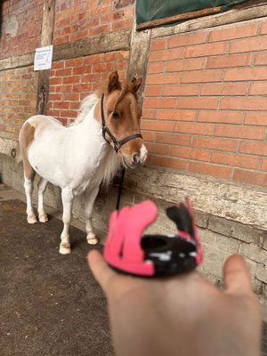 Selbst für American Miniature Horses