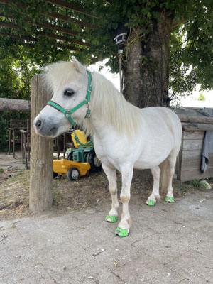 Der Amyboot eignet sich optimal für Kutschponies