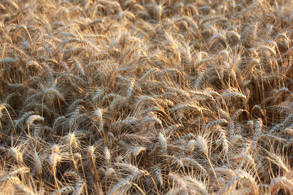 champs de blé sur les collines du Domaine de Brousse, AOP Gaillac