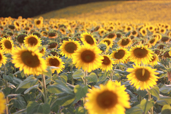 les champs de tournesol du Domaine de Brousse, AOP Gaillac