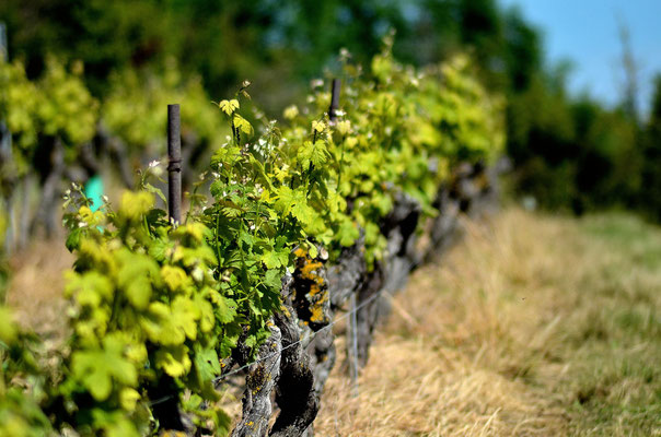 Les vignes du Domaine de Brousse, AOP Gaillac