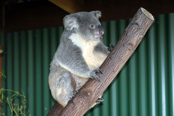 Koala, Cairns